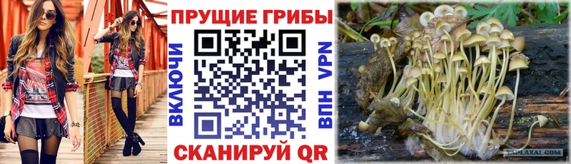 Галлюциногенные грибы Cubensis хочу Каменск-Уральский